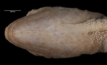 Media type: image;   Herpetology R-14944